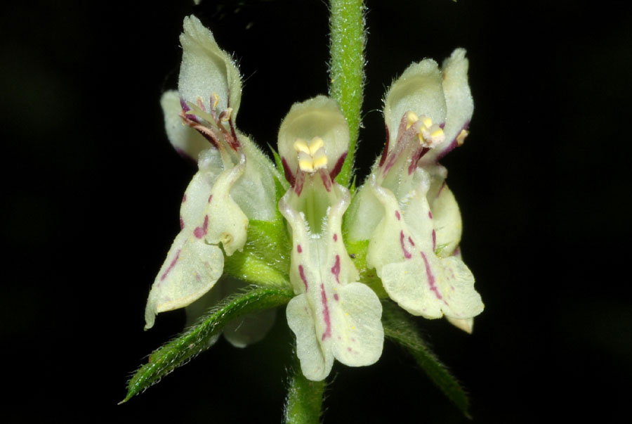 Campanula dichotoma, Stachys ocymastrum, Stachys recta